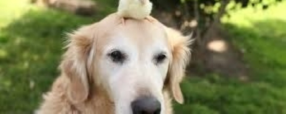 dog n chick