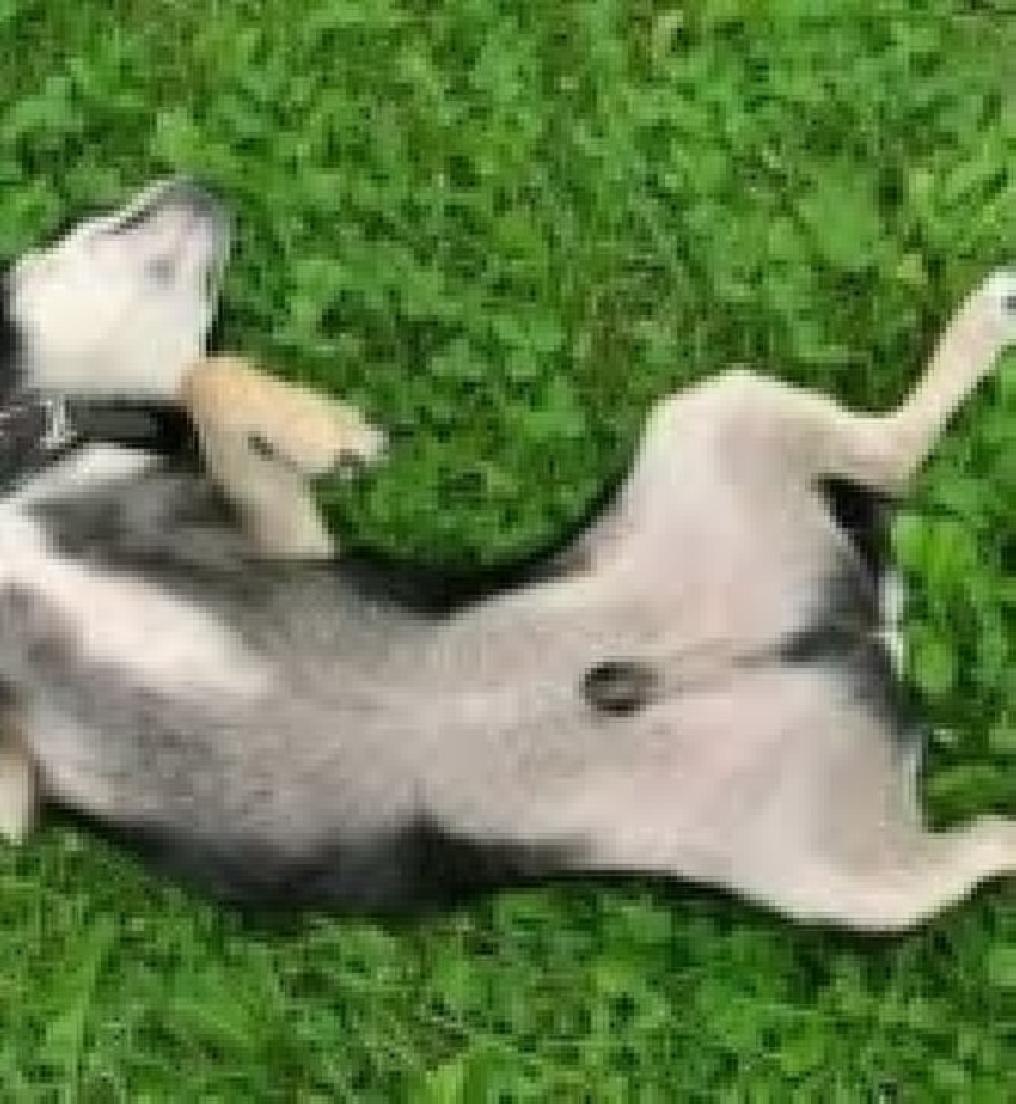 tummy pH