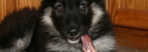 GSD pup with chickenneck