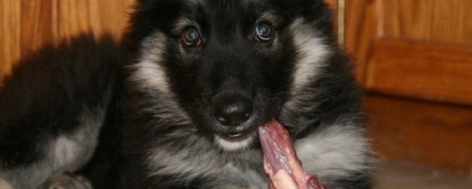 GSD pup with chickenneck