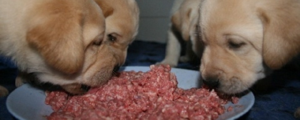 pups on raw