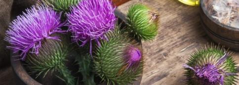 milk thistle herb