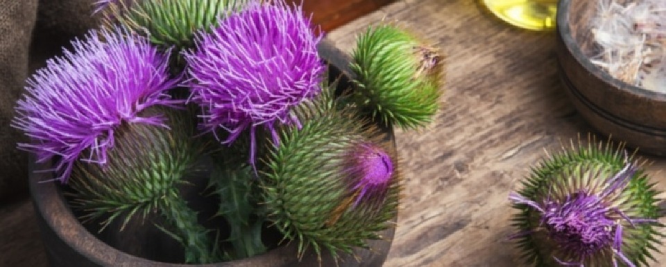 milk thistle herb