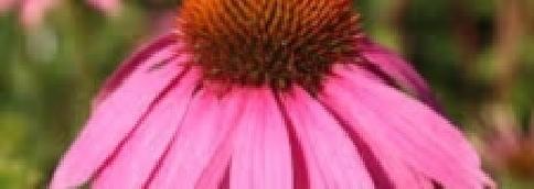 echinacea