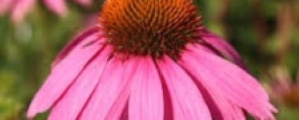 Echinacea | Bridger Animal Nutrition®