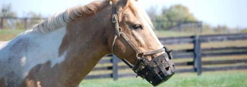 Grazing Muzzle