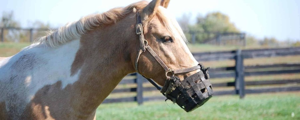 Grazing Muzzle