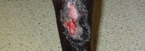 Lick Granuloma