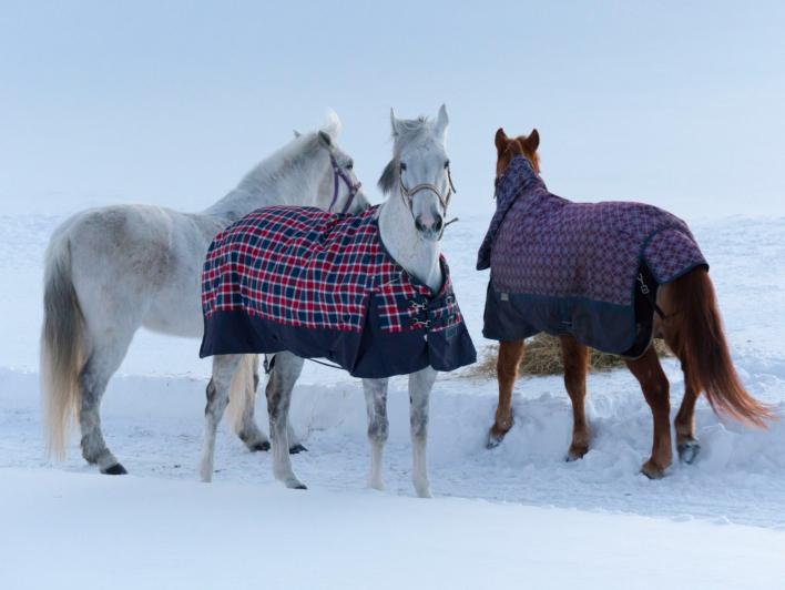 when to blanket a horse