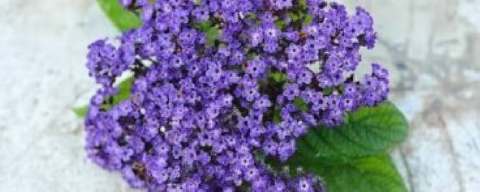 Heliotrope