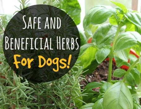remedial herbs for dogs